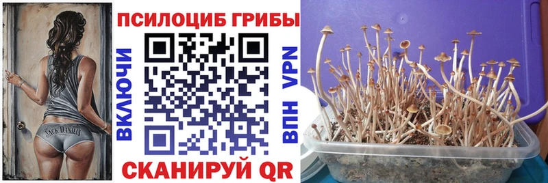 hydra tor  Миллерово  Галлюциногенные грибы Psilocybine cubensis 